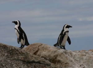 Penguins Wobble Blog